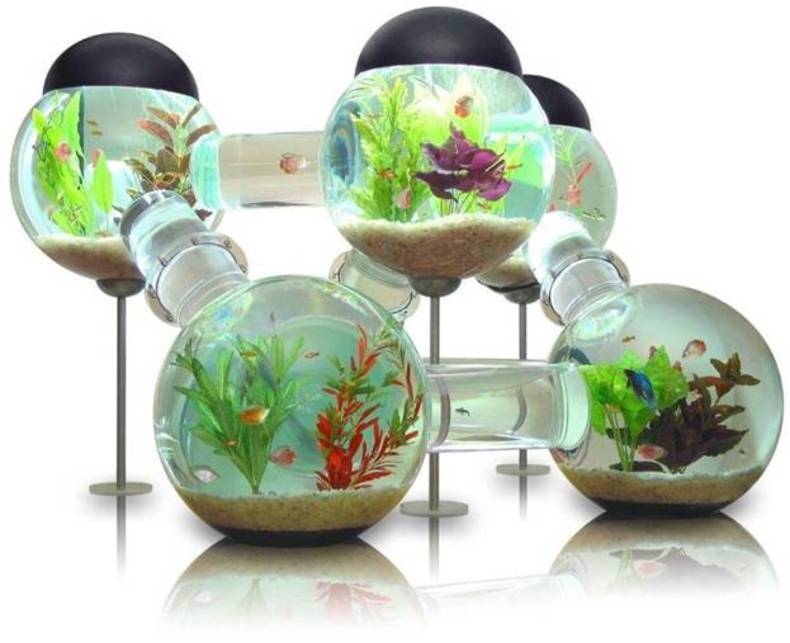 Six-room Silverfish Aquarium from Octopus Studios Company