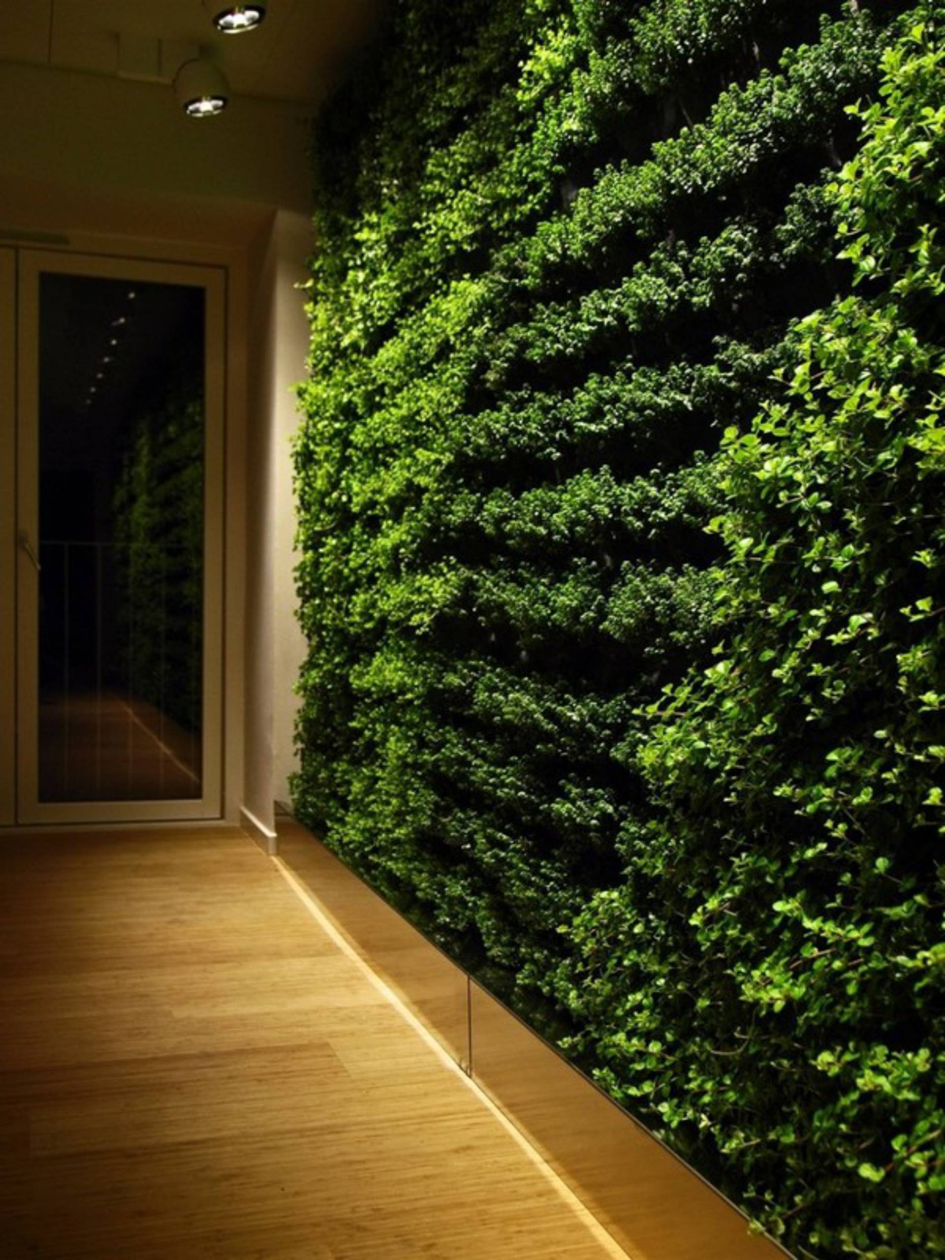 Живая зеленая стена. Фитостена плющ. Живая изгородь сияние. Зеленая стена. Живая стена из растений.